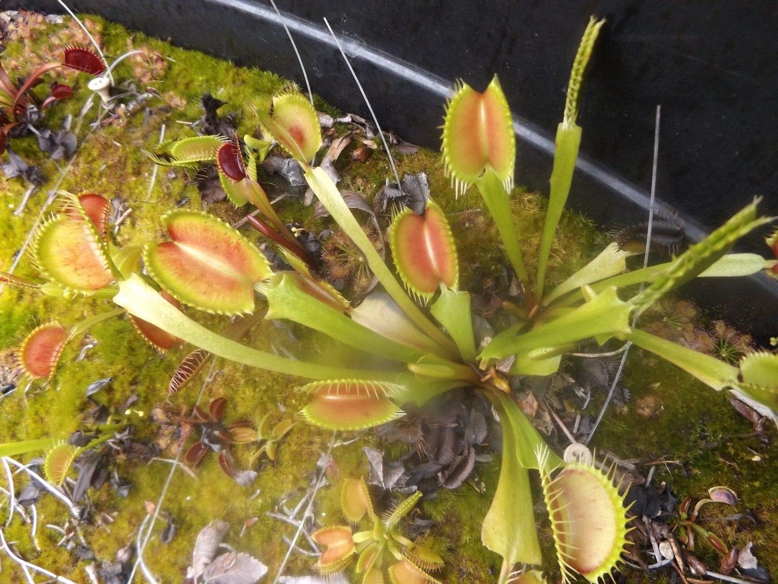 DCXL, B52, Ginormous, King Henry or (B52 x Ginormous) Venus Flytrap Seeds (70)