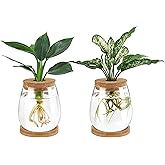 Dahey Plant Propagation Jars Plant Terrarium Glass Vase with Wooden Saucer and Cork Planter Station for Growing Hydroponic Plants Indoor Table Centerpirce Home Office Decor, Set of 2
