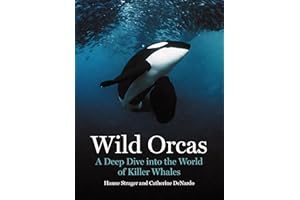 Wild Orcas: A Deep Dive into the World of Killer Whales
