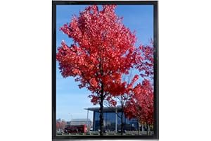 Medog Studio Gallery 20x30 Poster Frame Black,Display Pictures 20x30 Picture Frame, Studio Gallery Frame, Wall Schools Colleges Sign Frame, 1 Pack