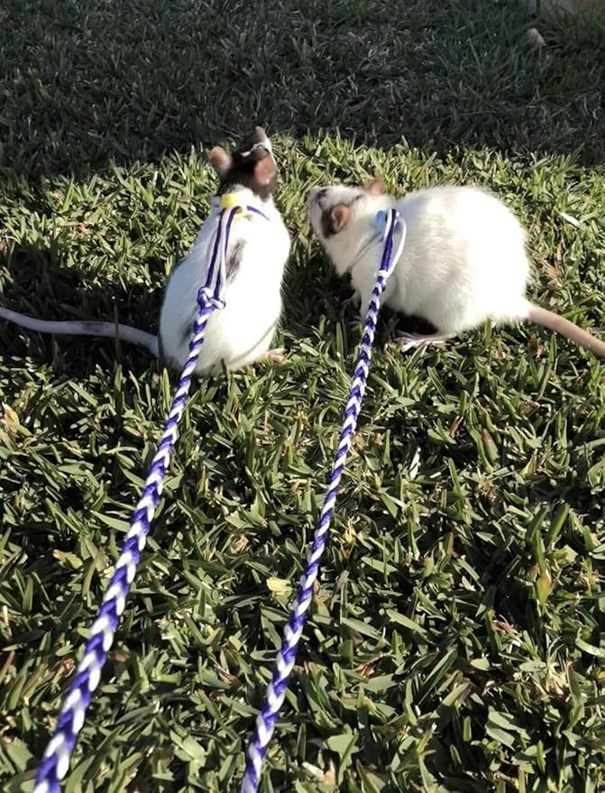 best rat harness
