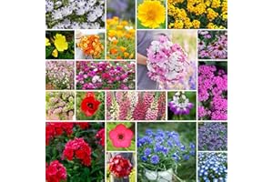 Eden Brothers Partial Shade Wildflower Mixed Seeds for Planting, 1/4 lb, 120,000+ Seeds with Sweet William, Foxglove | Attracts Pollinators, Plant in Spring or Fall, Zones 3, 4, 5, 6, 7, 8, 9, 10