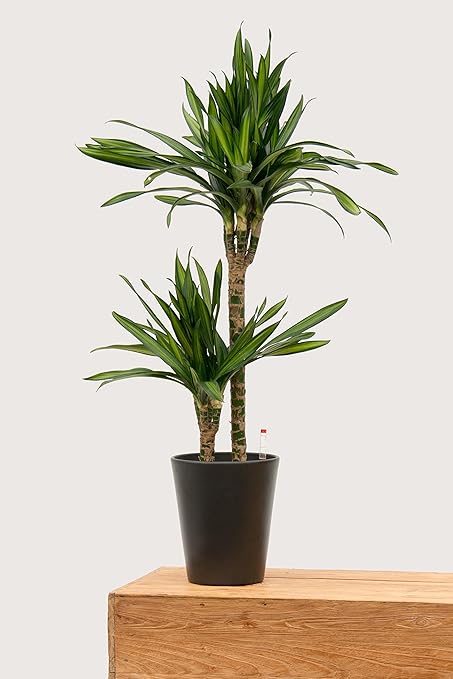 drachenbaum zimmerpflanze