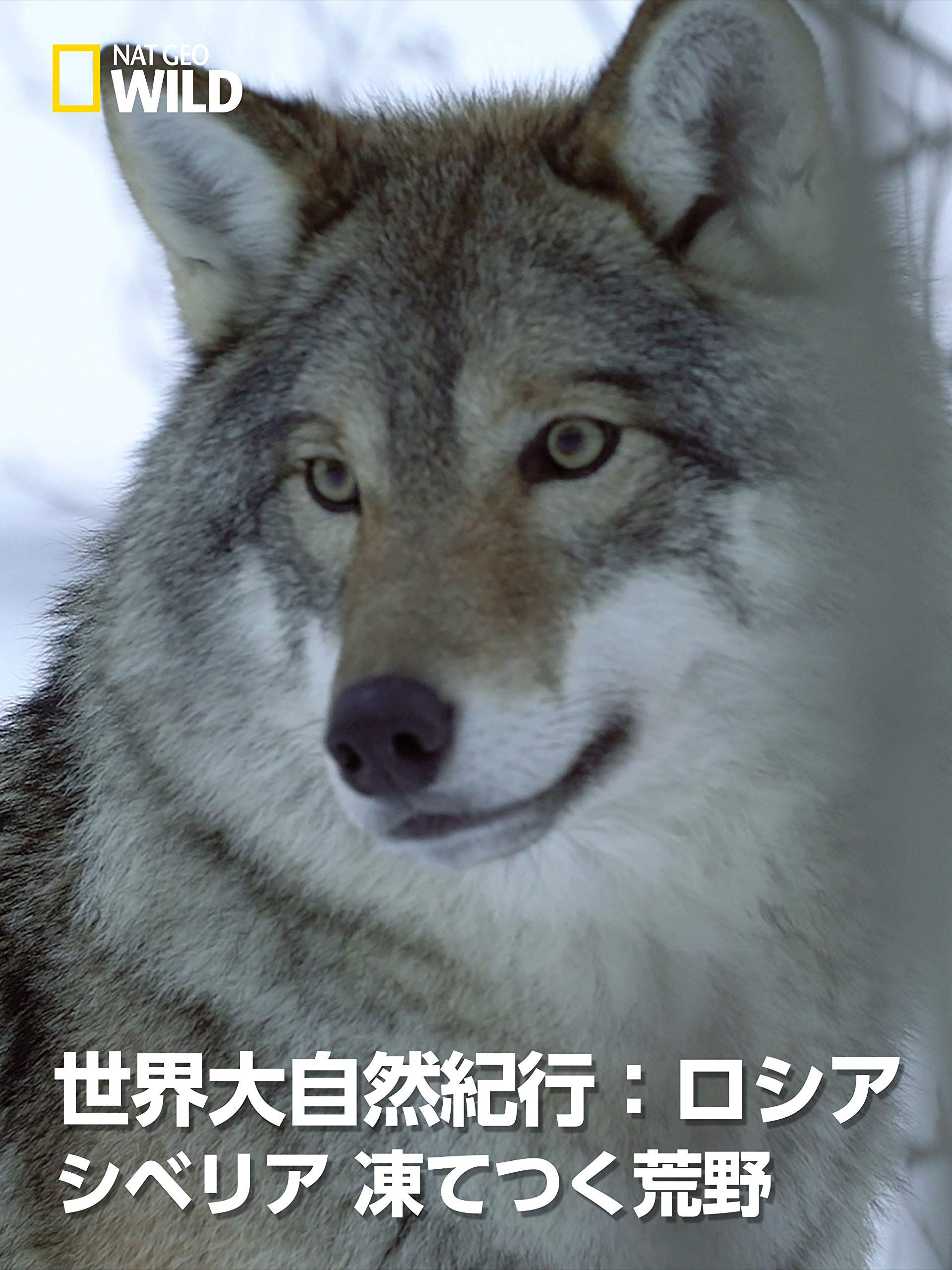 Amazon Co Jp 世界大自然紀行 ロシア シベリア 凍てつく荒野を観る Prime Video