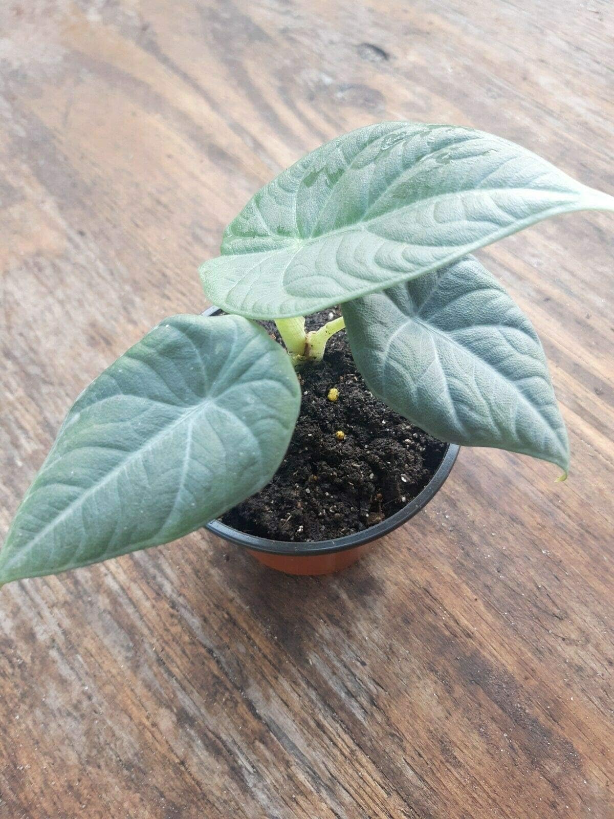 Philodendron Companion - Alocasia Maharani, Grey Dragon,Jewel Alocasia - tklova