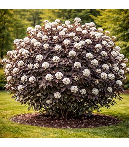 Amazon.com : Live plant from Green Promise Farms Physocarpus op