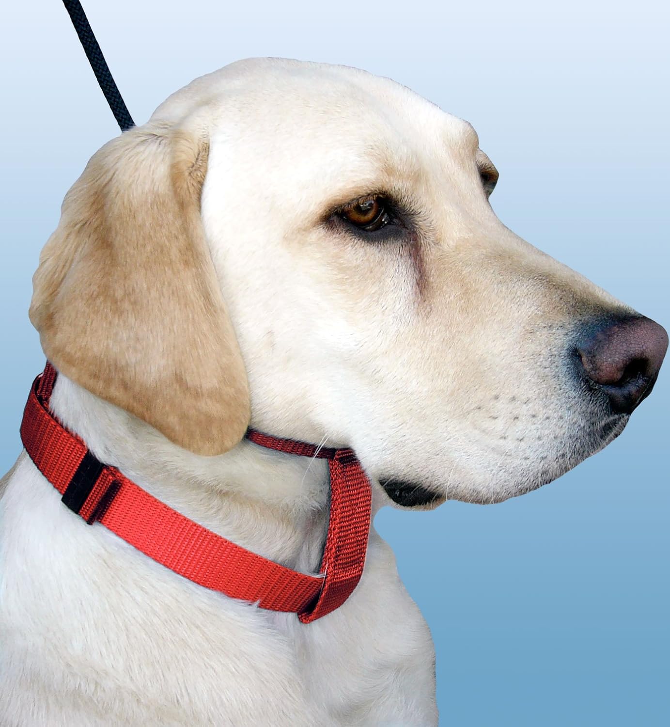 cesar millan no pull collar