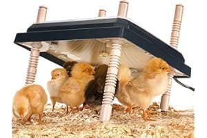 DDSNTY Brooder Heater for Chicks 10” x 10” for 15 Chicks Chicken Brooder Keep Chicks Warm and Cozy with Adjustable Height Brooder Plate - Easy to Clean Heat Plate for Chicks - Chick Heater 15 W Black