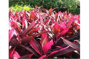 DISCOUNT HAWAIIAN GIFTS Hawaiian Ti Plant Cordyline fruticosa Logs Tropcial 1 Pack 2 logs