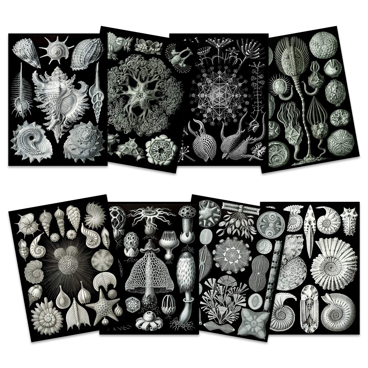 Artery8 Ernst Haeckel Kunstformen Der Natur Plates Nature Vintage Various Black White Biology Art Print Poster Home Decor Premium Pack of 8