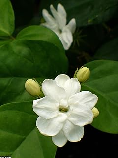 Rookhraj Paudhshala Mogra Indian Jasmine Jasminum Sambac Moti