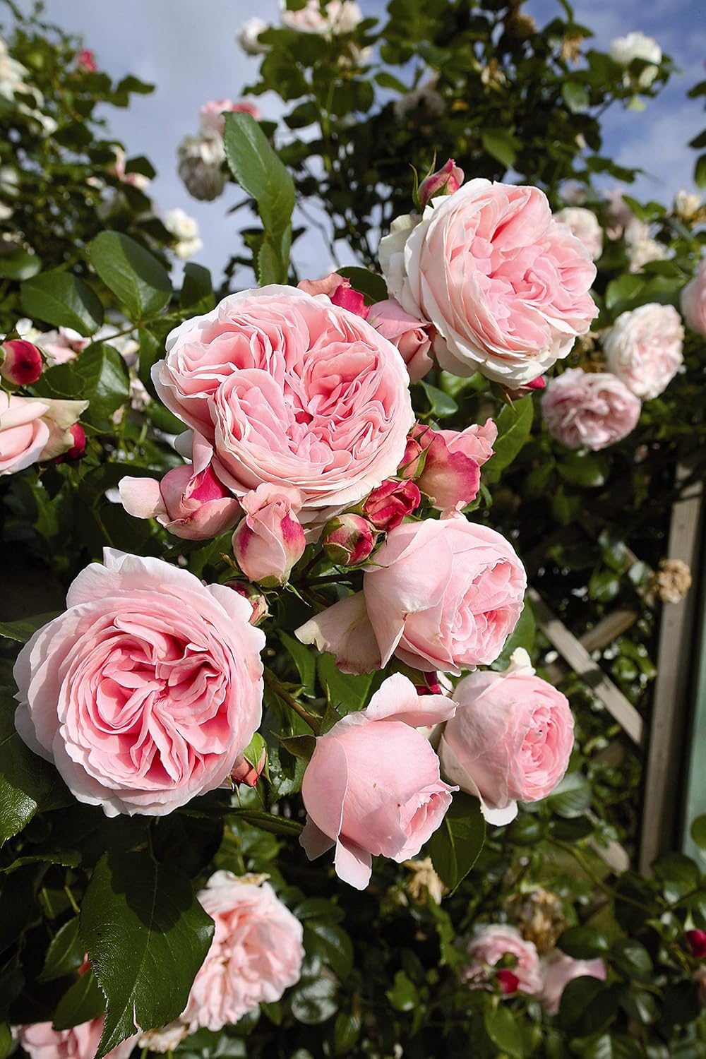 Deep Cupped Repeat Flowering Pale Pink 5 5lt Potted Climbing Garden Rose Giardina Fragrant Blooms