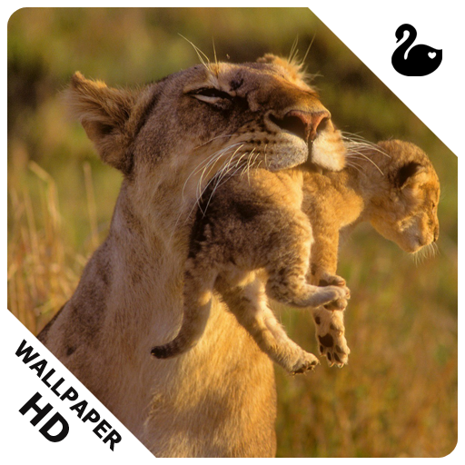 Wild Animals Cub HD Wallpapers - Thumbnail 6