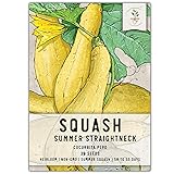 Seed Needs, Straightneck Squash Seeds - 30 Heirloom