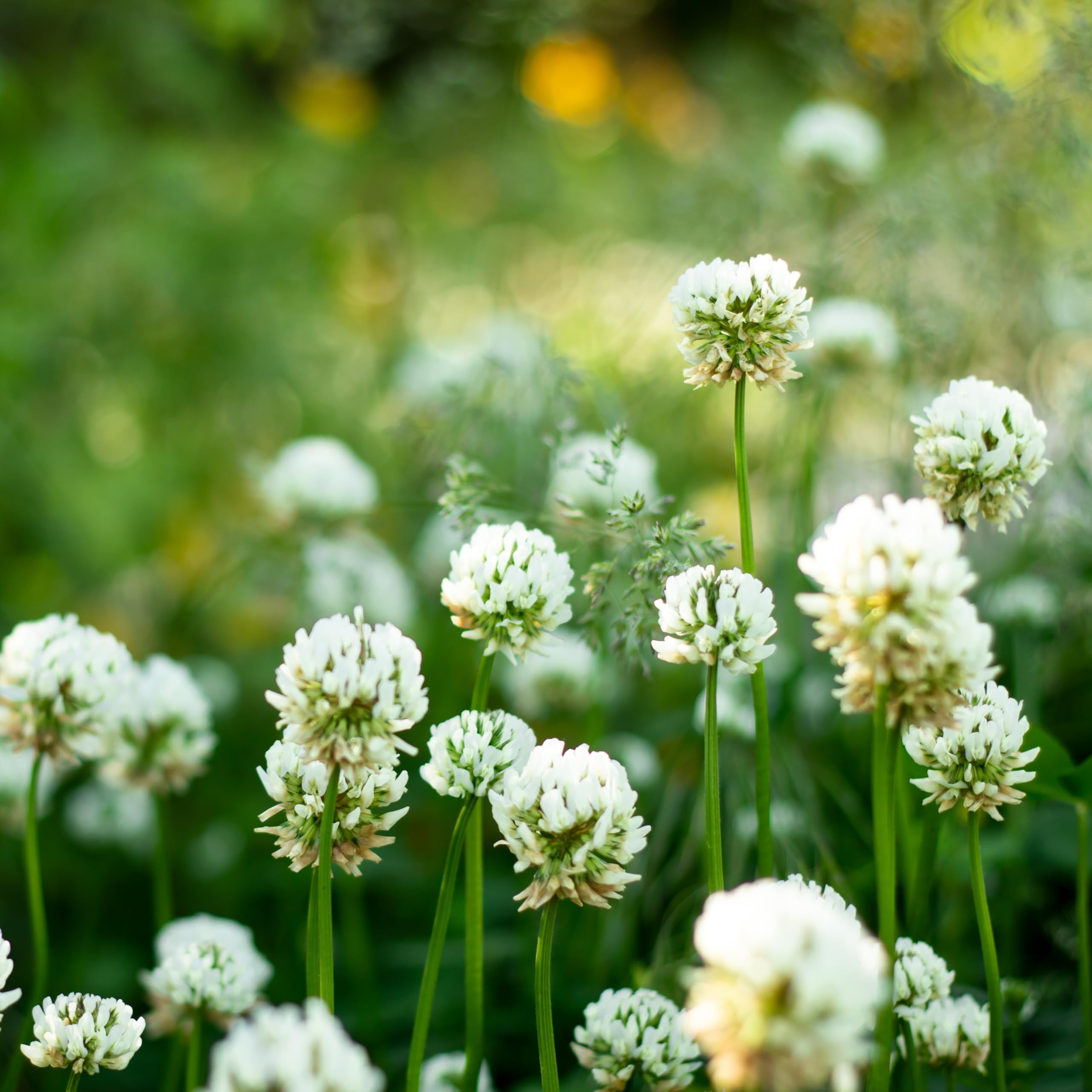 PREMIER SEEDS DIRECT - Green Manure Seeds - White Clover - 60GM Finest Seeds