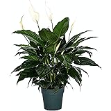 Peace Lily Plant-Friendship Foliage's Family Farm Grown Quality Live Indoor Spathiphyllum (6" Pot, 14-18in Tall from Bottom o