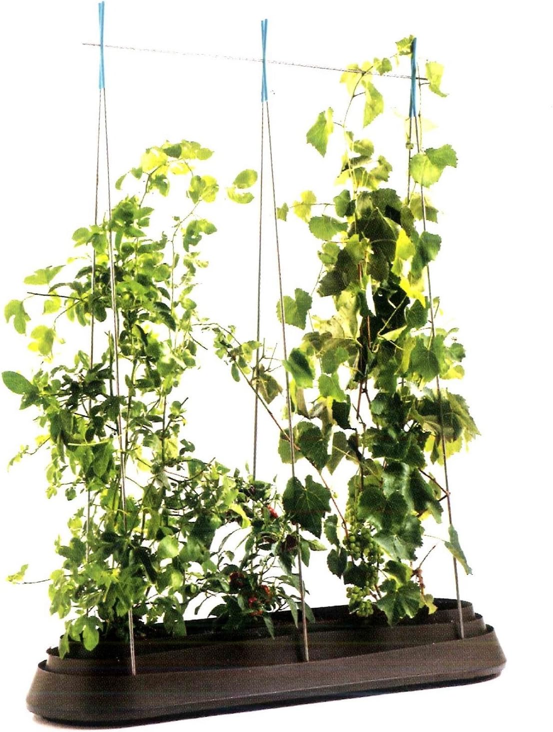 Keter - Mini huerto en casa G-Row con base, Color marrón: Amazon ...