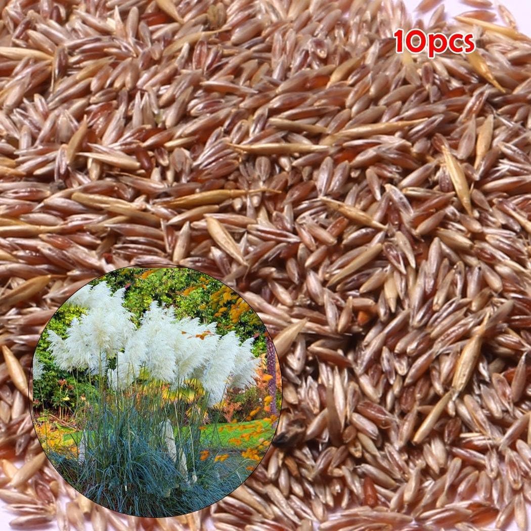 airrais Seeds Colorful Pampas Grass Seeds Home Garden DIY Plants Easy