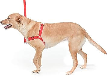 dog harness aldi