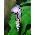6+ Large Malaysian Trumpet Snails, 1/2-1 inch - Excellent Freshwater Tank Cleaners, consumers of Bottom Debris and Food Remains, Algae Eaters! BUY2GET1