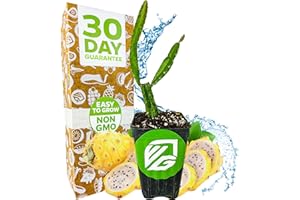 Yellow Dragon Fruit Cactus Live Plant - Selenicereus megalanthus - Wellspring Gardens Starter Plant - Perfect Addition for Home & Garden, Easy to Grow - Ideal for Fruit Plant Enthusiasts