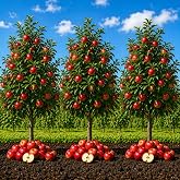 3 Apple Tree Saplings &ndash; Live Dormant Apple Trees for Planting, Cold Hardy Fruit Tree Starts for Backyard Orchard, Garden &amp; Container Growing - Ships Bare Root (3 Plants)