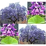 5 x Paulownia Blauglockenbaum Shandong schnellwüchsig