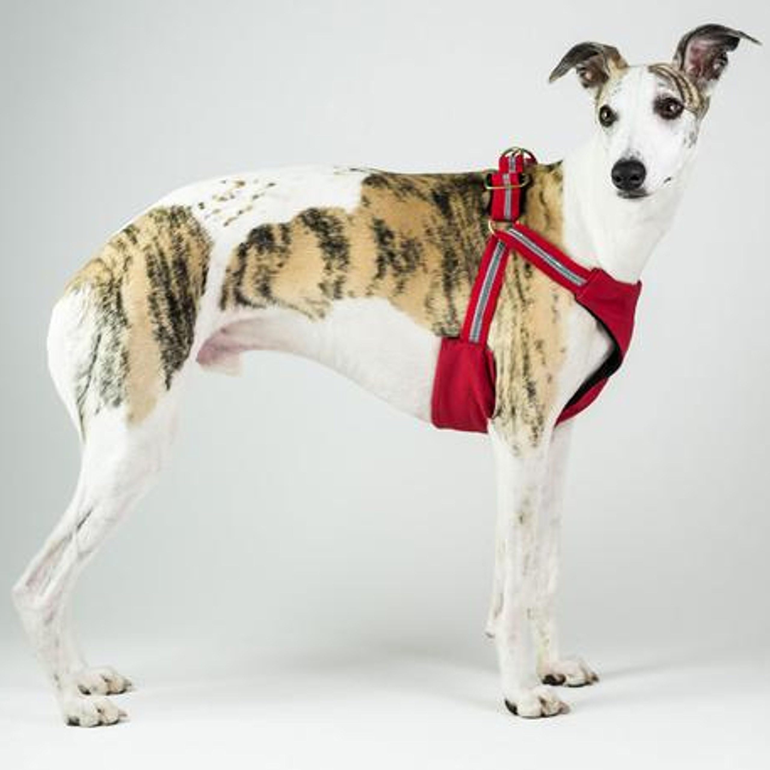 Dogsnug Cooling Dog Harness No Pull Keeps Your Pet Cool on Hot Summer Days Adjustable - SMALL/MEDIUM RED