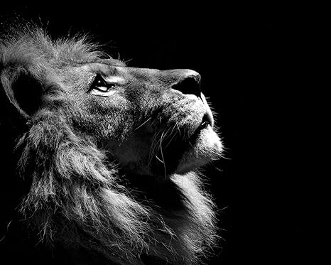Amazon Com Lion King Of The Jungle 8 X 10 8x10 Glossy Photo Picture Image 21 Everything Else