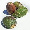 Kejora Fresh Nopales/Prickly Cactus Pears 10 PCS