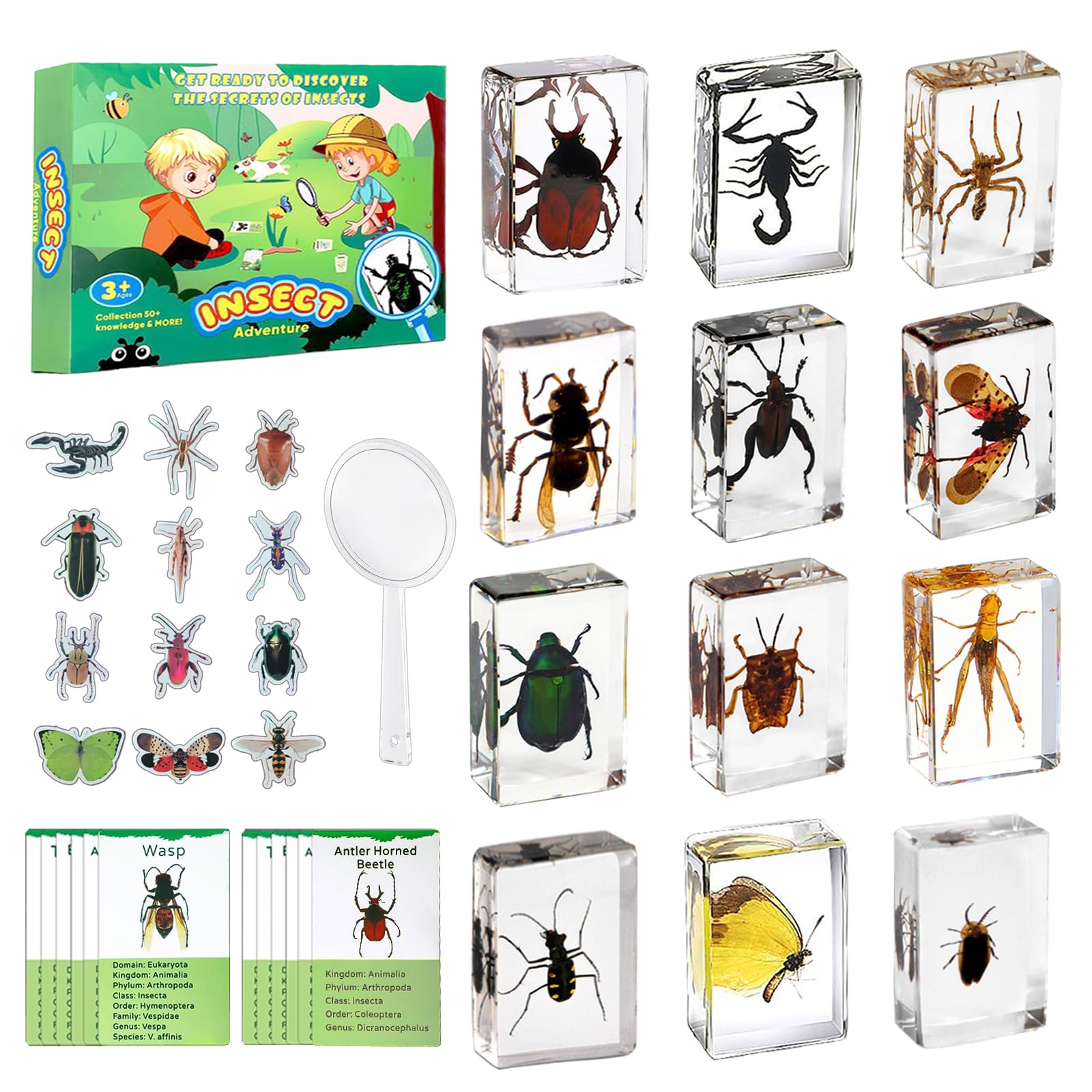 Photo 1 of Artojoy Insect in Resin Specimen, 12 PCS Scientific Educational Bugs Collection, Real Specimens of Various Butterflies and Beetles Preserved, Stickers, Science Classroom Preschool Display(Total 61pcs)
