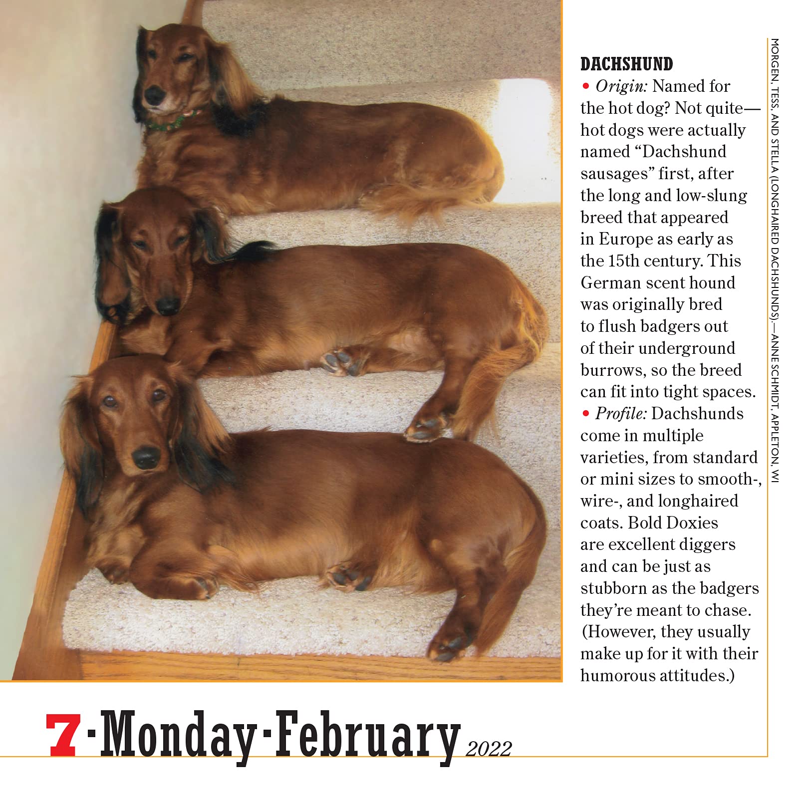 Amazon.com: 365 Dogs Page-A-Day Calendar 2022: The World's Favorite Dog  Calendar: 9781523512638: Workman Calendars: Books