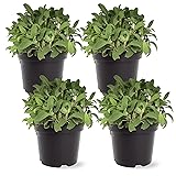 Live Aromatic and Edible Herb - Sage
