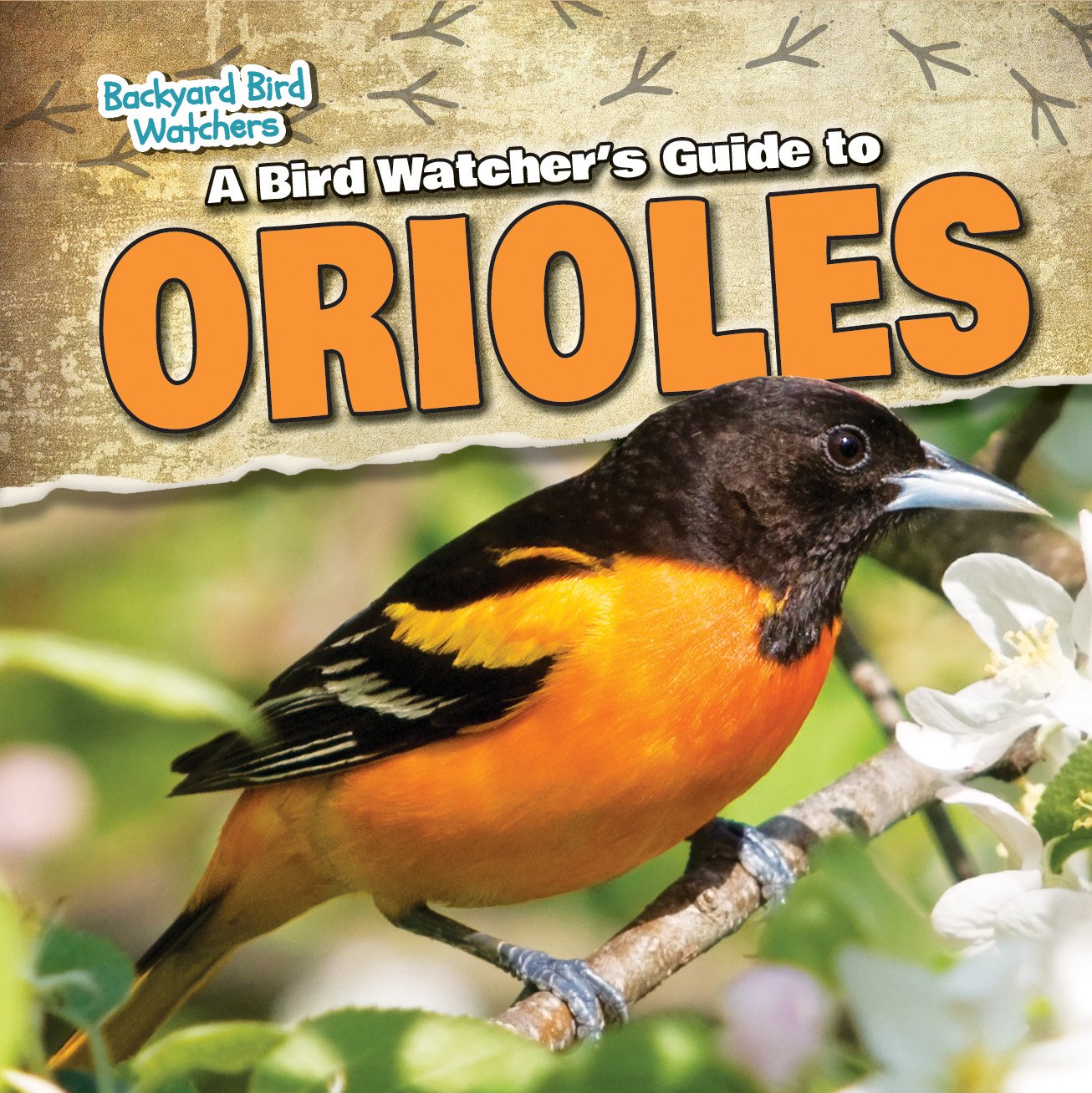 A Bird Watcher S Guide To Orioles Backyard Bird Watchers Grace