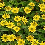 Outsidepride 2000 Seed Annual Creeping Zinnia