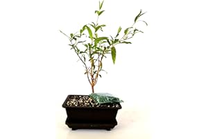 9GreenBox - Dwarf Pomegranate Mame Bonsai with Water Tray and Fertilizer Live Plant Ornament Decor for Home, Kitchen, Office, Table, Desk - Attracts Zen, Luck, Good Fortune - Non-GMO, Grown in the USA