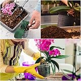 GOTVUGE All Purpose Orchid Soil 1L Bark Perlite Mix for Epiphytic Orchids view 6