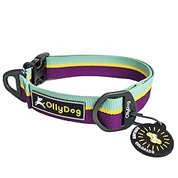 OllyDog Flagstaff Dog Collar, Magenta, Medium