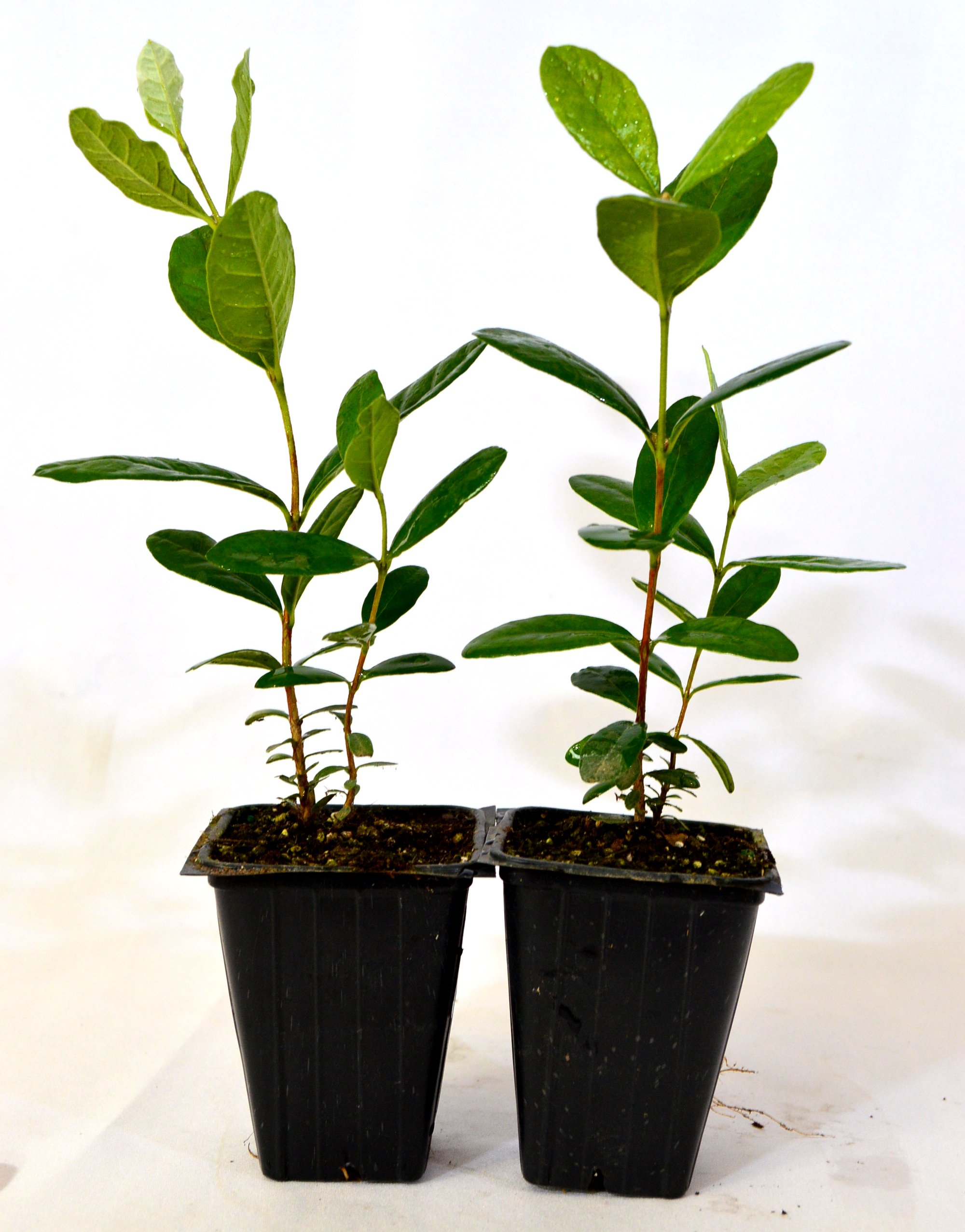 9Greenbox Mature Nice Plants, Pineapple Guava, 4 Pound