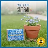 Seedball Forget-Me-Not Wildflower Seeds 3x Seed Boxes Bee Friendly view 4