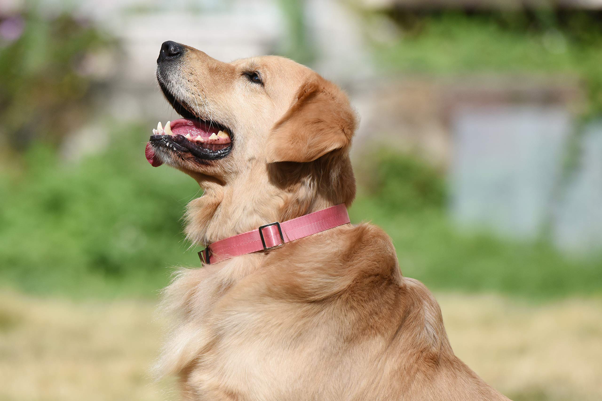 Puppy Face Durable Dog Collar with Metal Buckle,Nylon Collars for Dogs (Small:Neck 11\