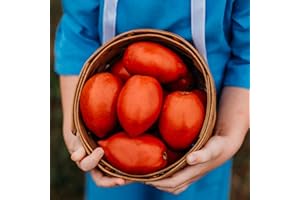 THRESH SEED CO. Amish Paste Tomato - 50 Seeds - Heirloom Amish Tomato Variety, Super for Sauce & Canning, USA-grown, non-GMO Heirloom Tomato Seeds for Planting Outdoors in The Home Garden, Thresh Seed Company