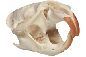 HLXFF3 Real Muskrat Skull.