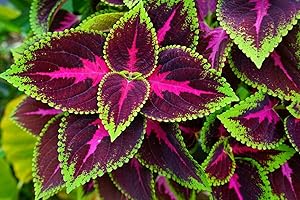 ZELLAJAKE 100+ Coleus Kong Red Seeds Beautiful Flowering Plants Potted Bonsai Balcony Flower