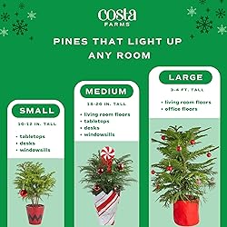 Costa Farms Live Christmas Tree, Small Norfolk Pine