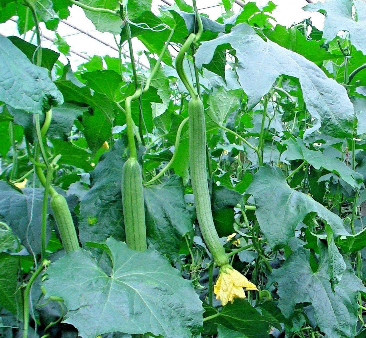 Luffa Sponge Gourd Loofah Luffah Garden/Large Container 50 Vegetable Seeds
