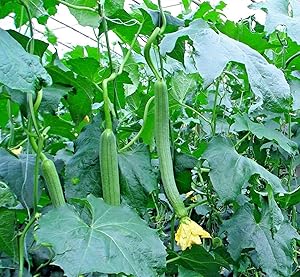 Luffa Sponge Gourd Loofah Luffah Garden/Large Container 50 Vegetable Seeds