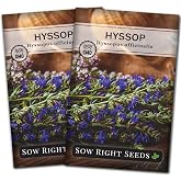 Sow Right Seeds- Hyssop Seed for Planting Perennial Medicinal Herb 2pk | Plant non-GMO heirloom mint variety in outdoor home garden or hydroponics indoor gardening. Vibrant flowers for pollinators.