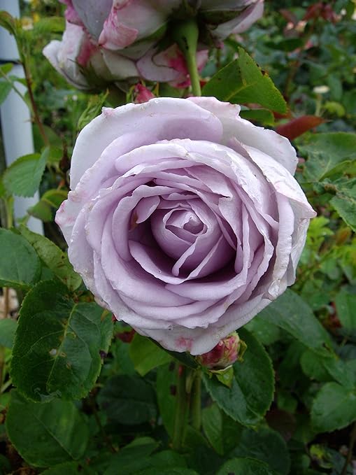 Rose Sapphire Send This Wonderful Rose To Celebrate A Sapphire Wedding Anniversary Amazon Co Uk Garden Outdoors