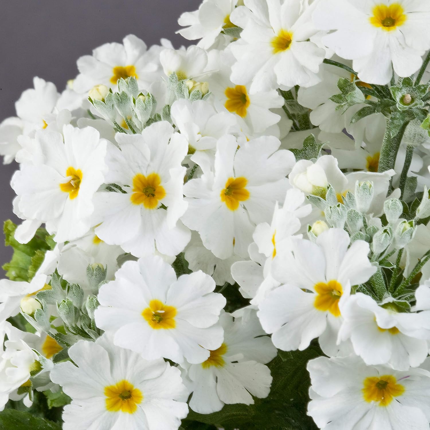 Flowers Patio, Lawn & Garden 250 Seeds White Evening Primrose